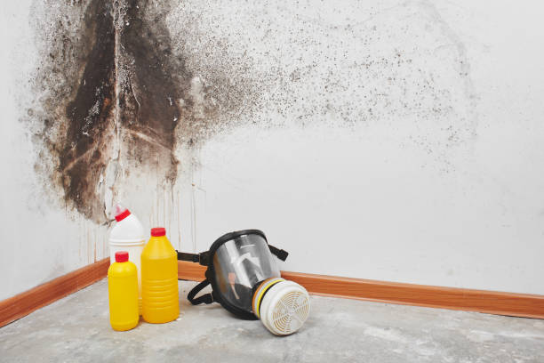 Best Post-Flood Mold Remediation in Ferndale, WA