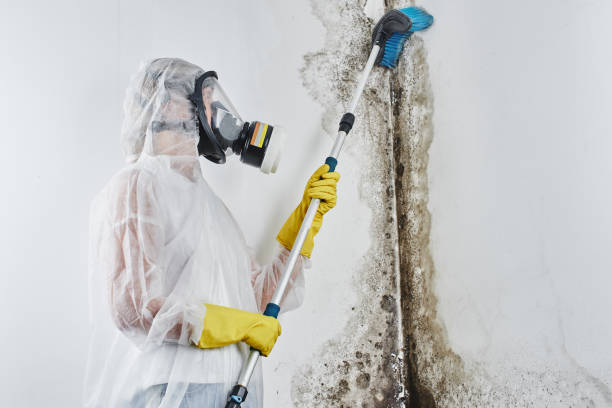 Best Residential Mold Remediation in Ferndale, WA