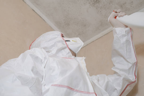 Best Basement Mold Remediation in Ferndale, WA