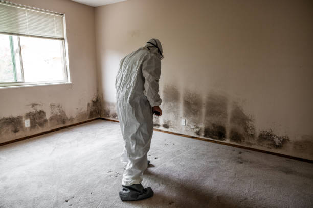 Best Kitchen Mold Remediation in Ferndale, WA