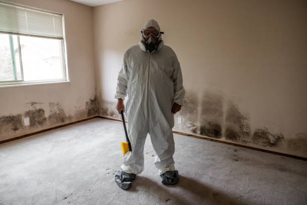 Localized Mold Remediation (e.g., coastal areas, humid climates)